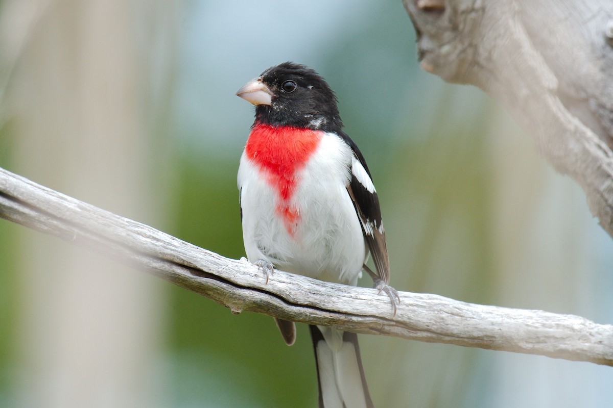 Rose-breasted Grosbeak - ML339301351