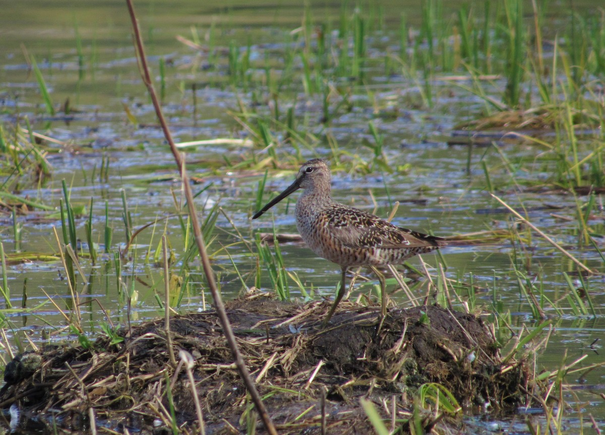 Long-billed Dowitcher - ML339302691