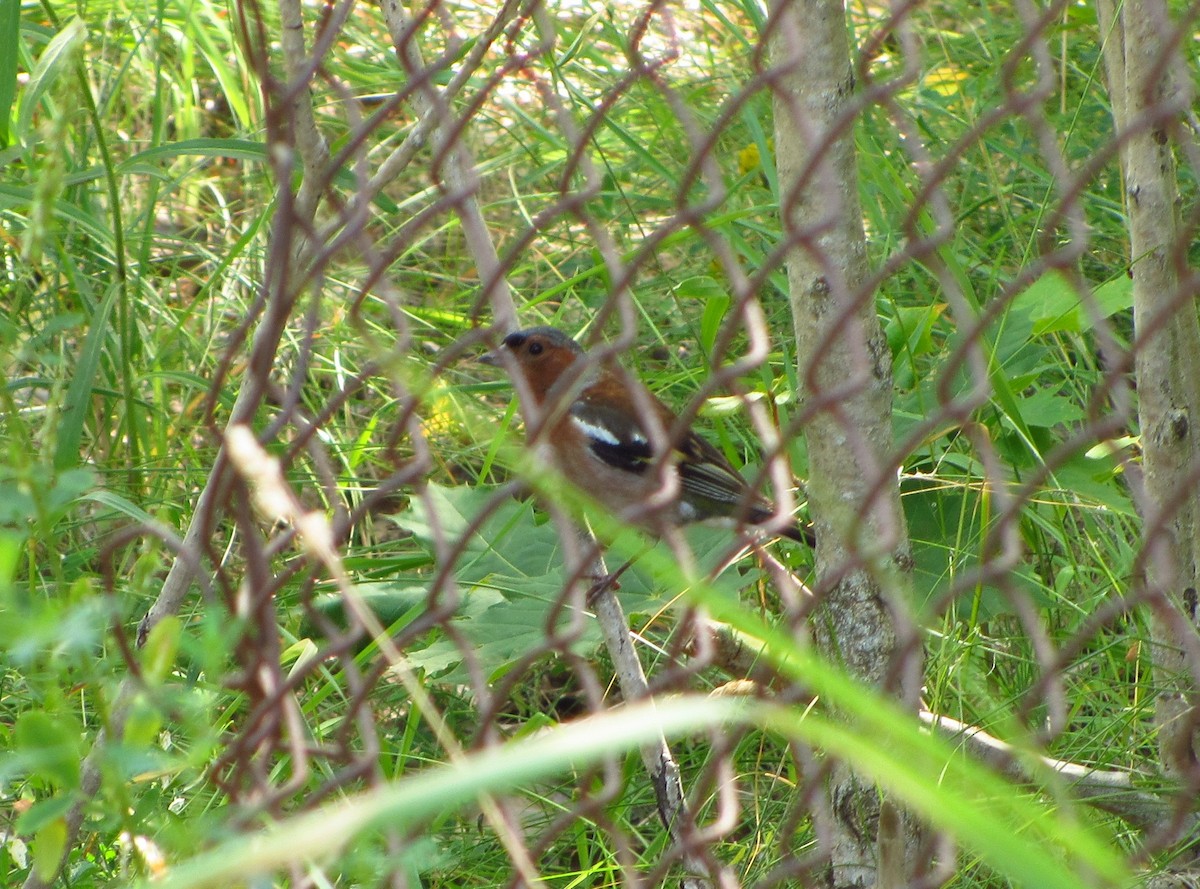 Common Chaffinch - Anna Karp