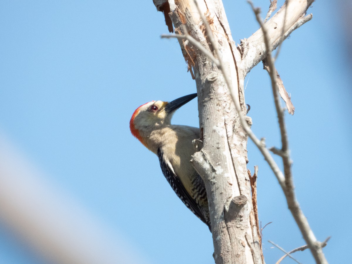 Golden-fronted Woodpecker - ML339303981