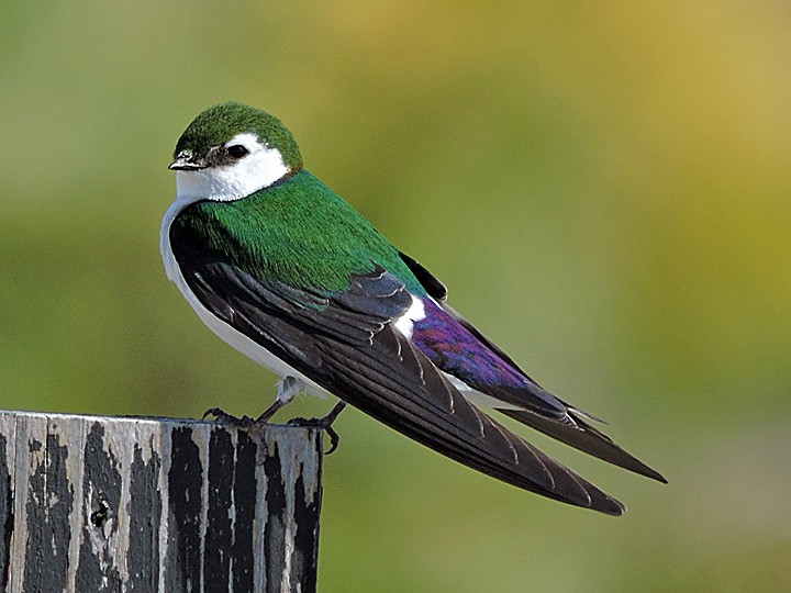Violet-green Swallow - ML339305271