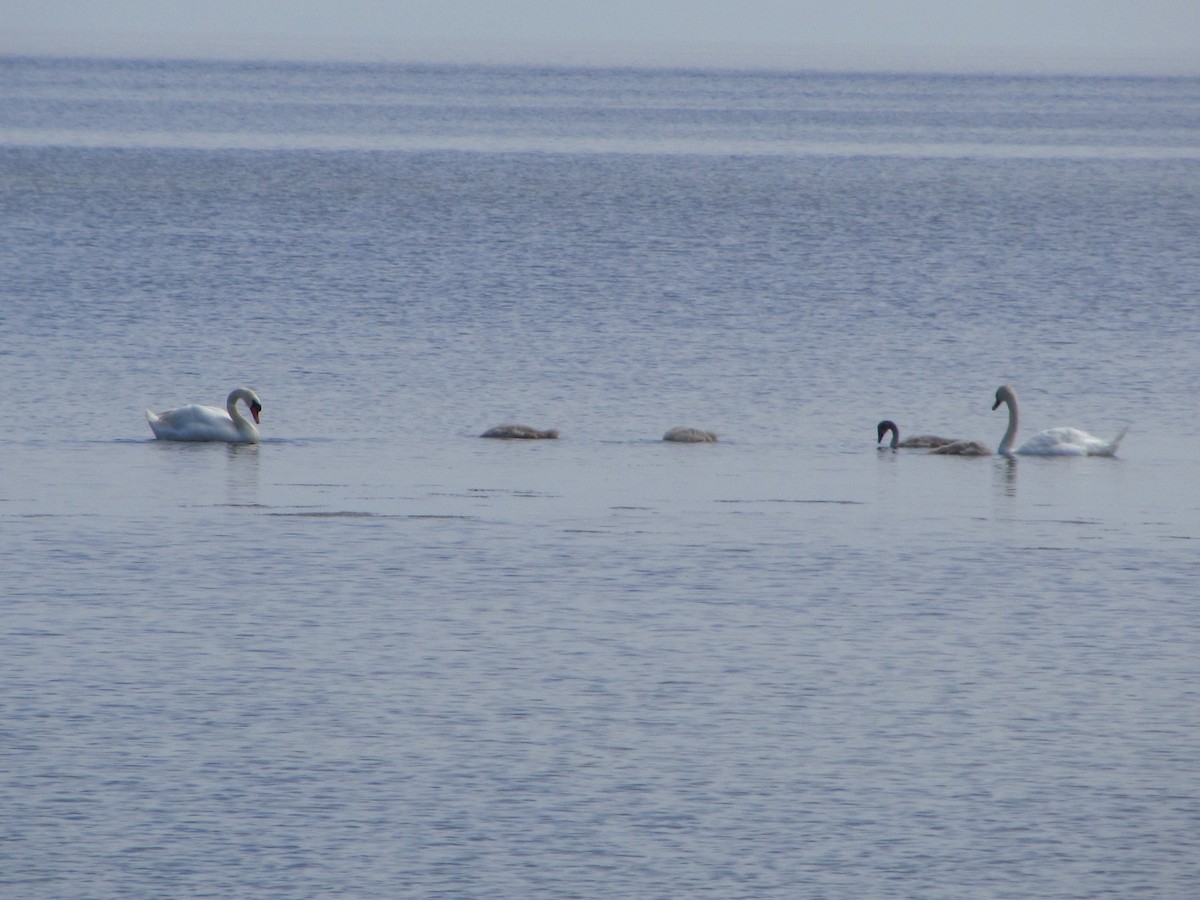 Mute Swan - Anna Karp