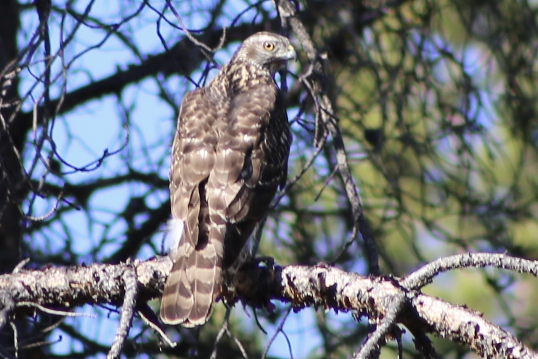 American Goshawk - ML339306321