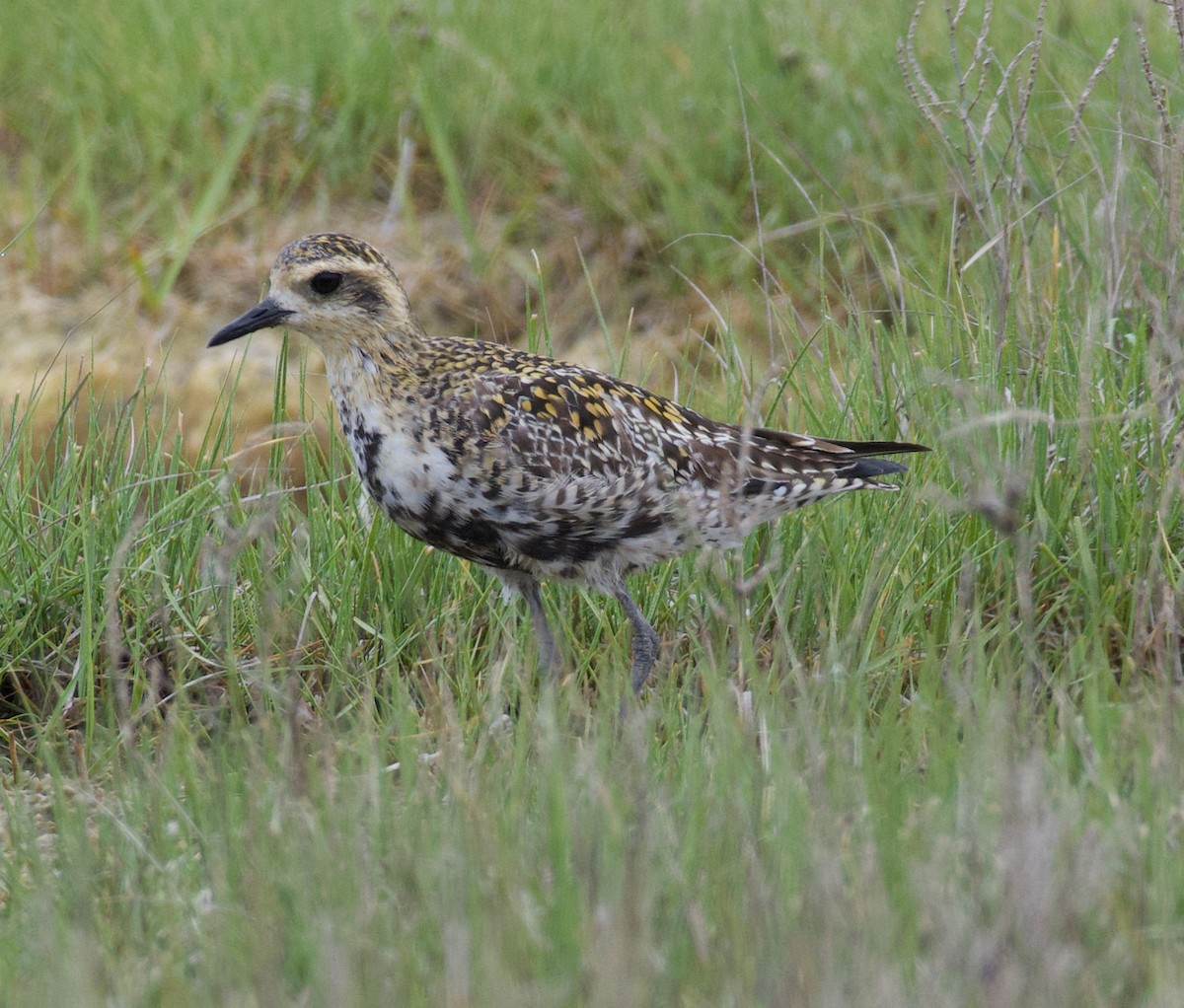 Pacific Golden-Plover - Matthew Schuler