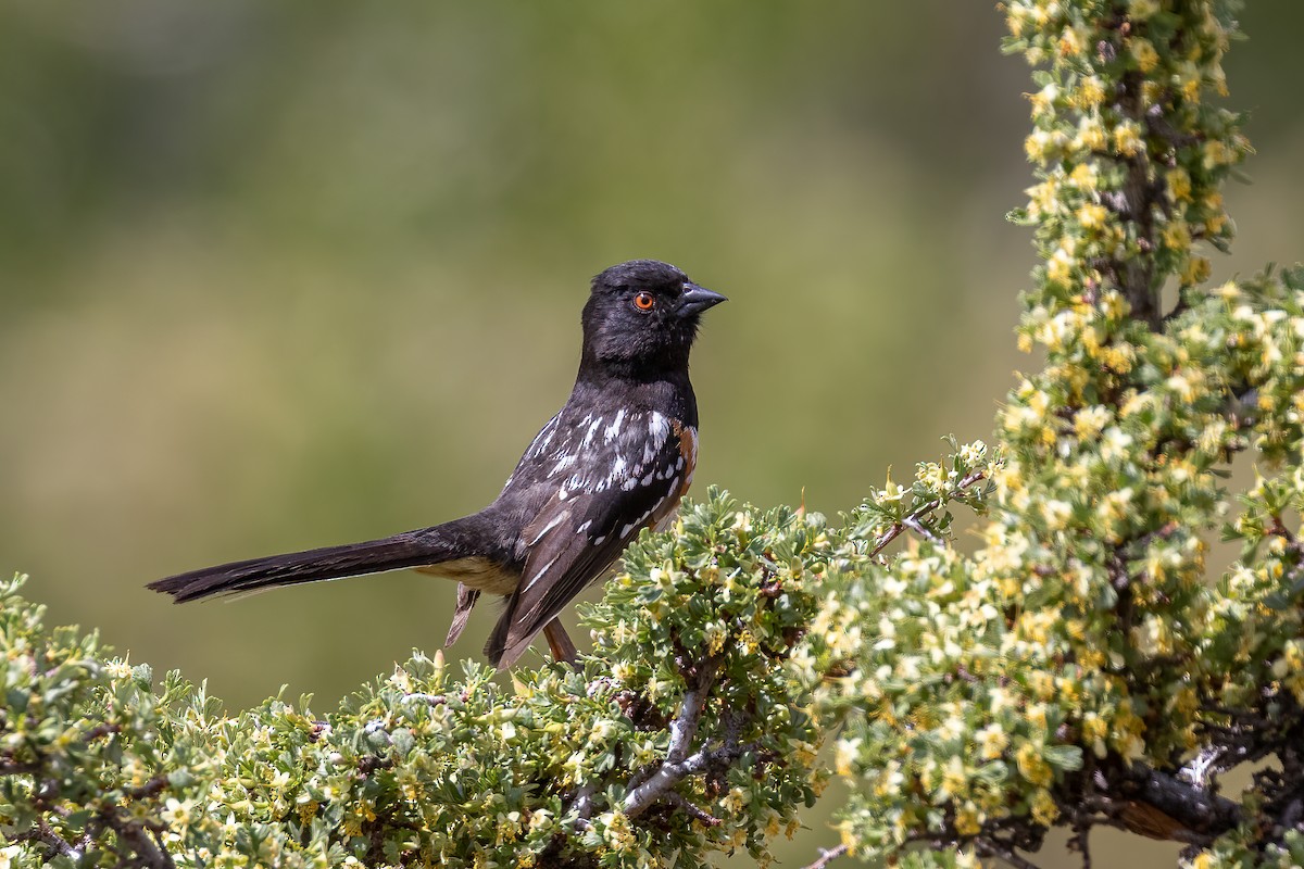 Spotted Towhee - ML339307681