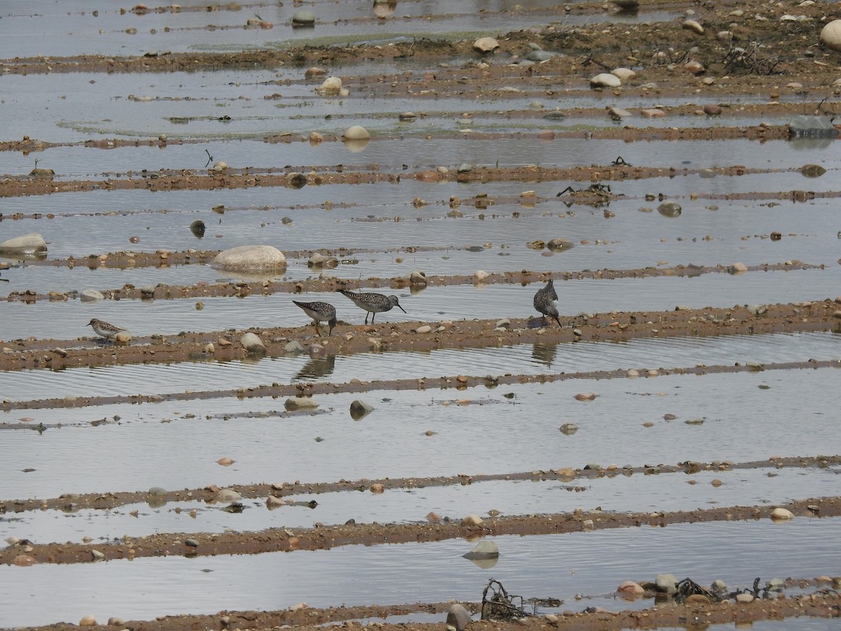 Least Sandpiper - Tom V