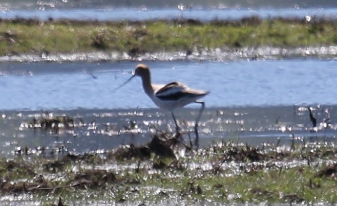 American Avocet - ML339309581