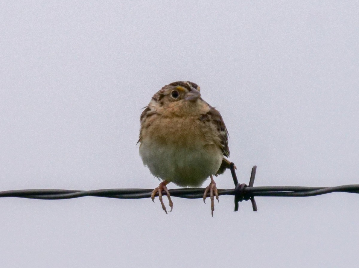 Grasshopper Sparrow - ML339310031