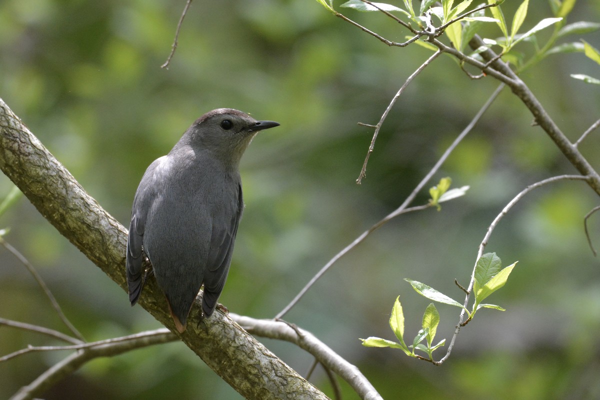 Gray Catbird - ML339310141