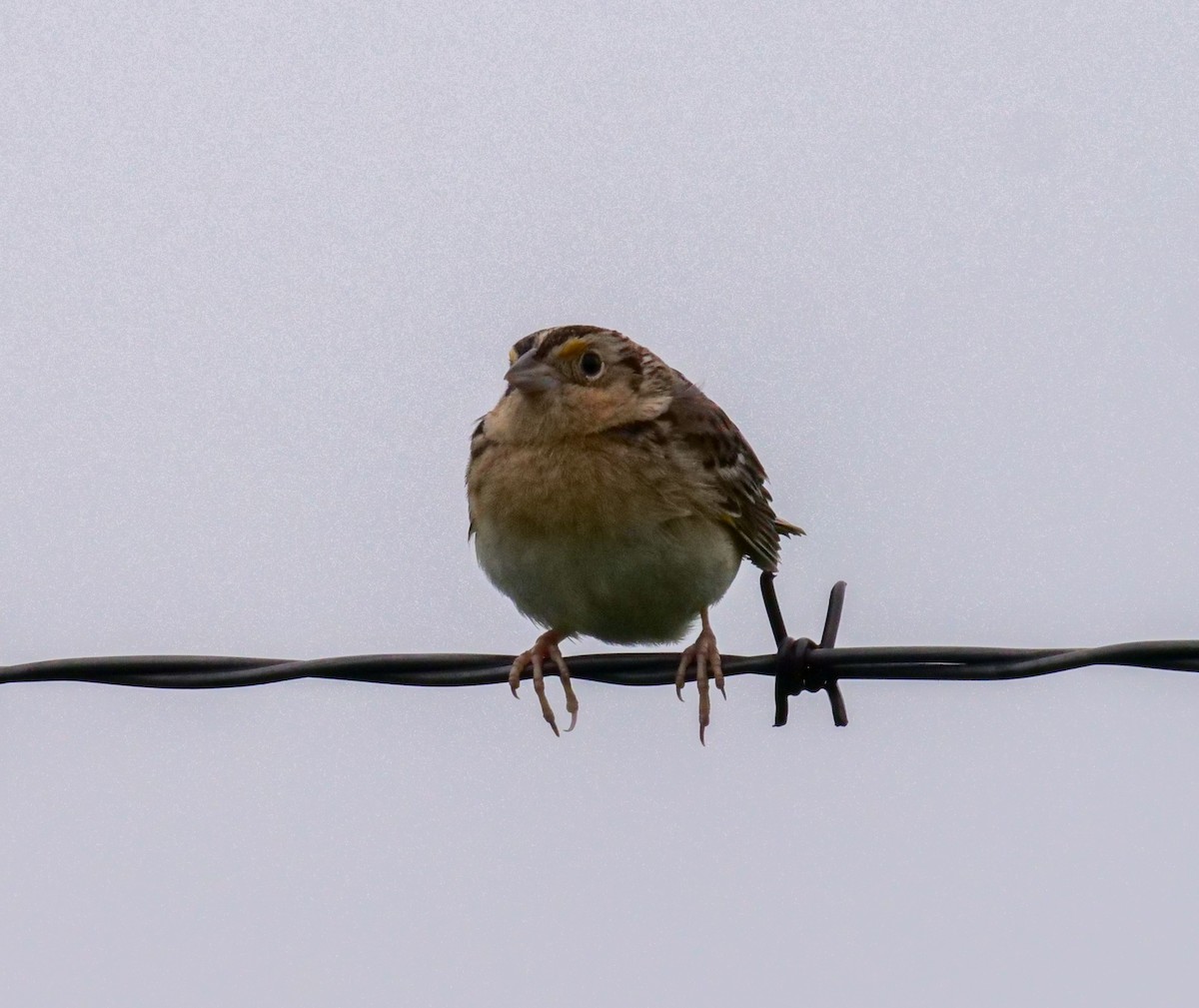 Grasshopper Sparrow - ML339310171