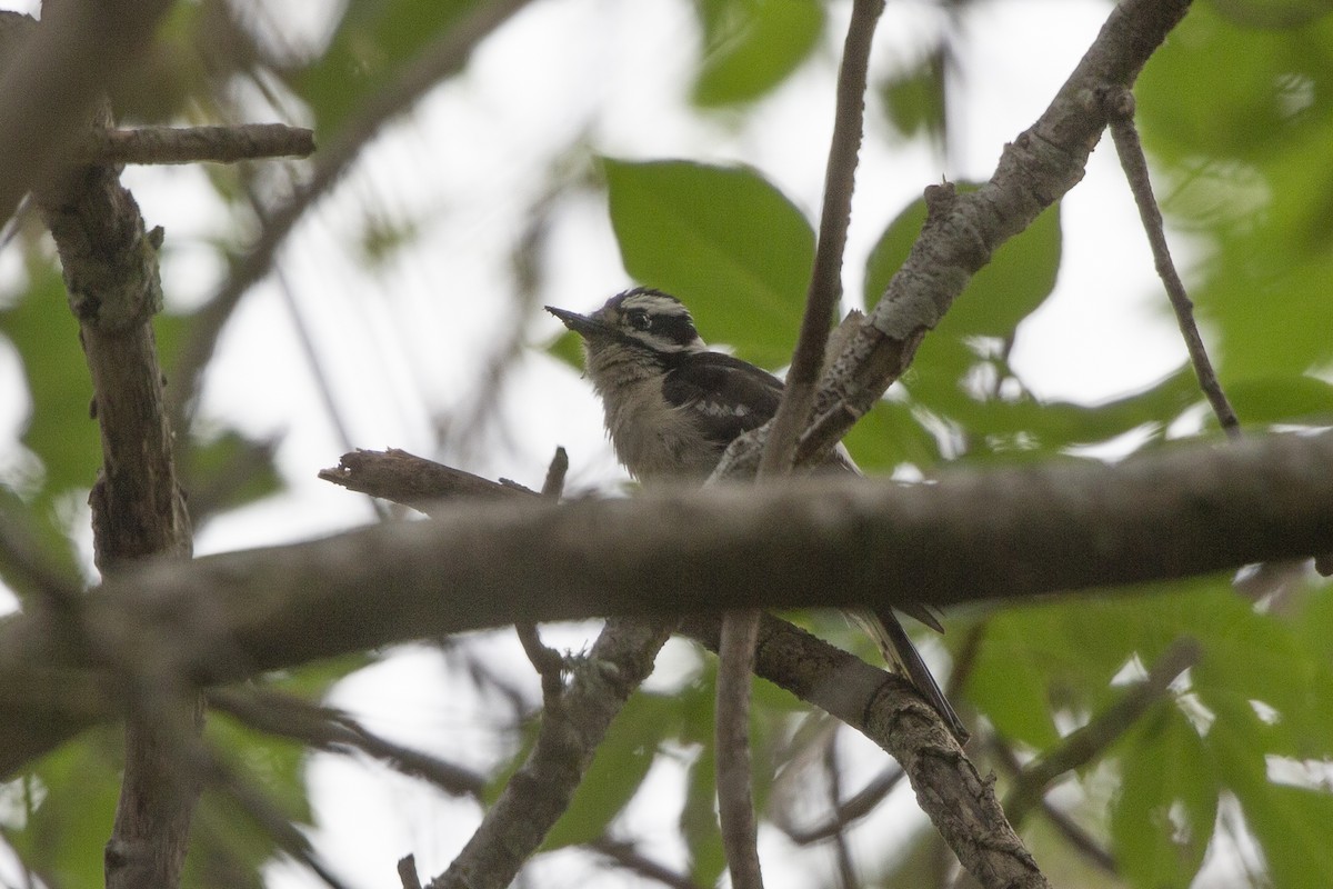 Hairy Woodpecker - ML339310211