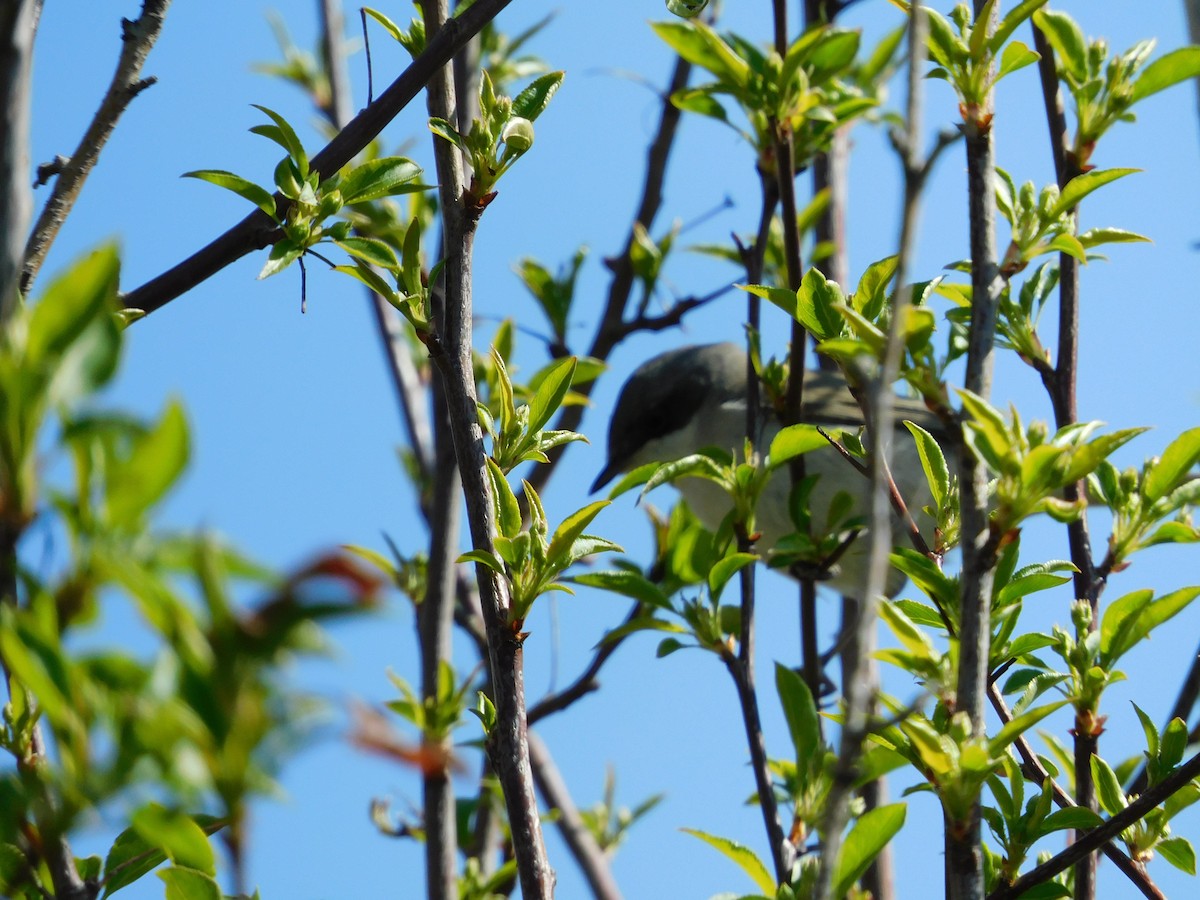 Lesser Whitethroat (Lesser) - ML339313921