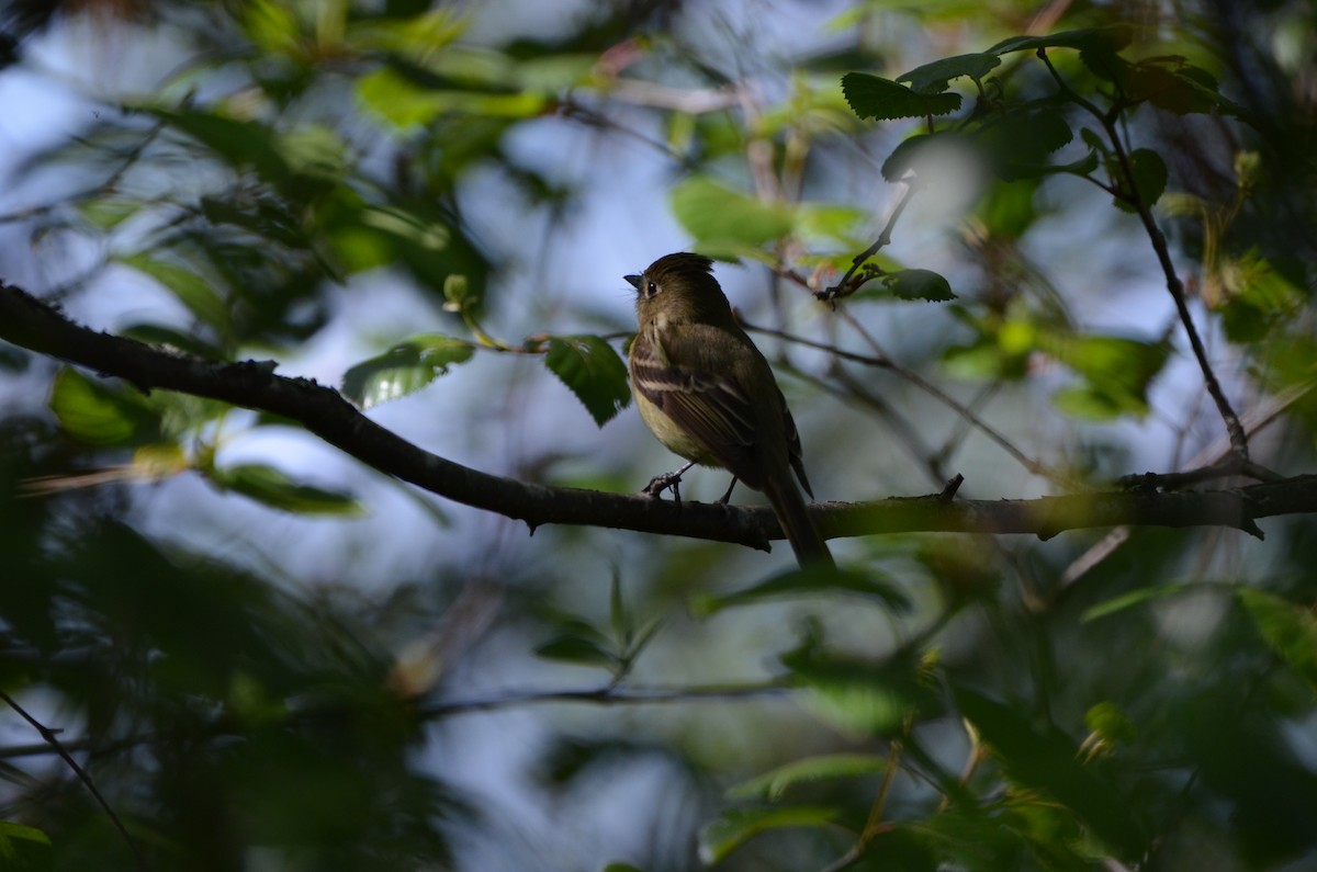 Western Flycatcher (Pacific-slope) - Andrew Jacobs