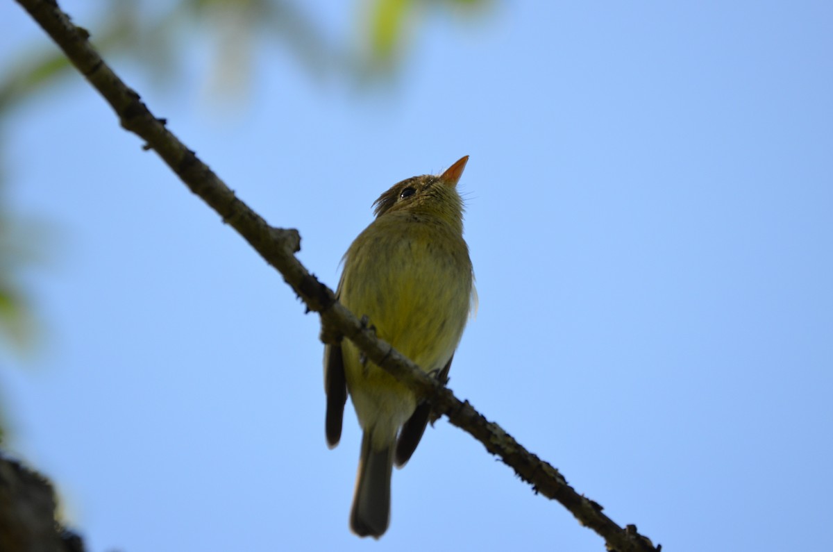 Western Flycatcher (Pacific-slope) - ML339315241