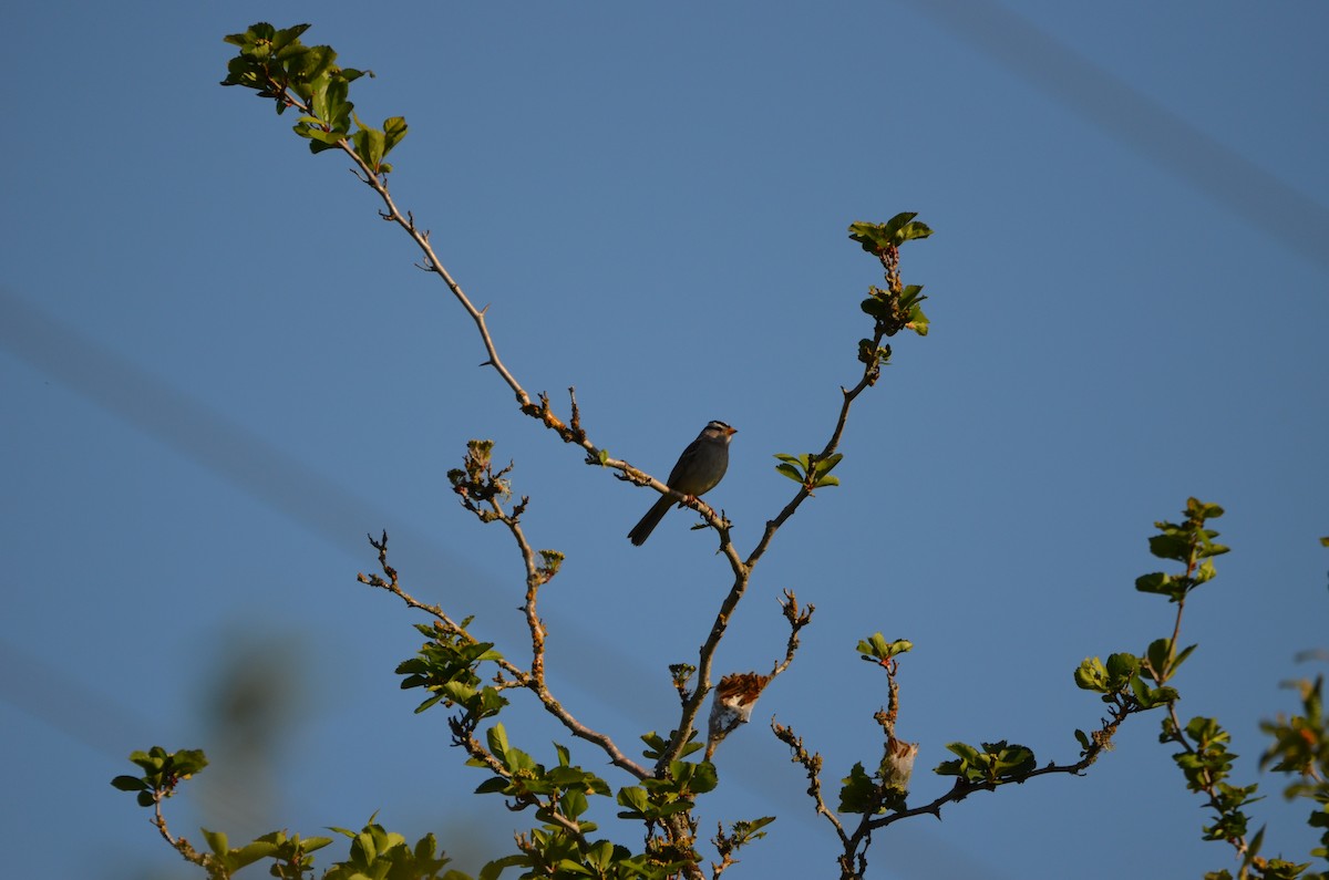 White-crowned Sparrow - ML339315591