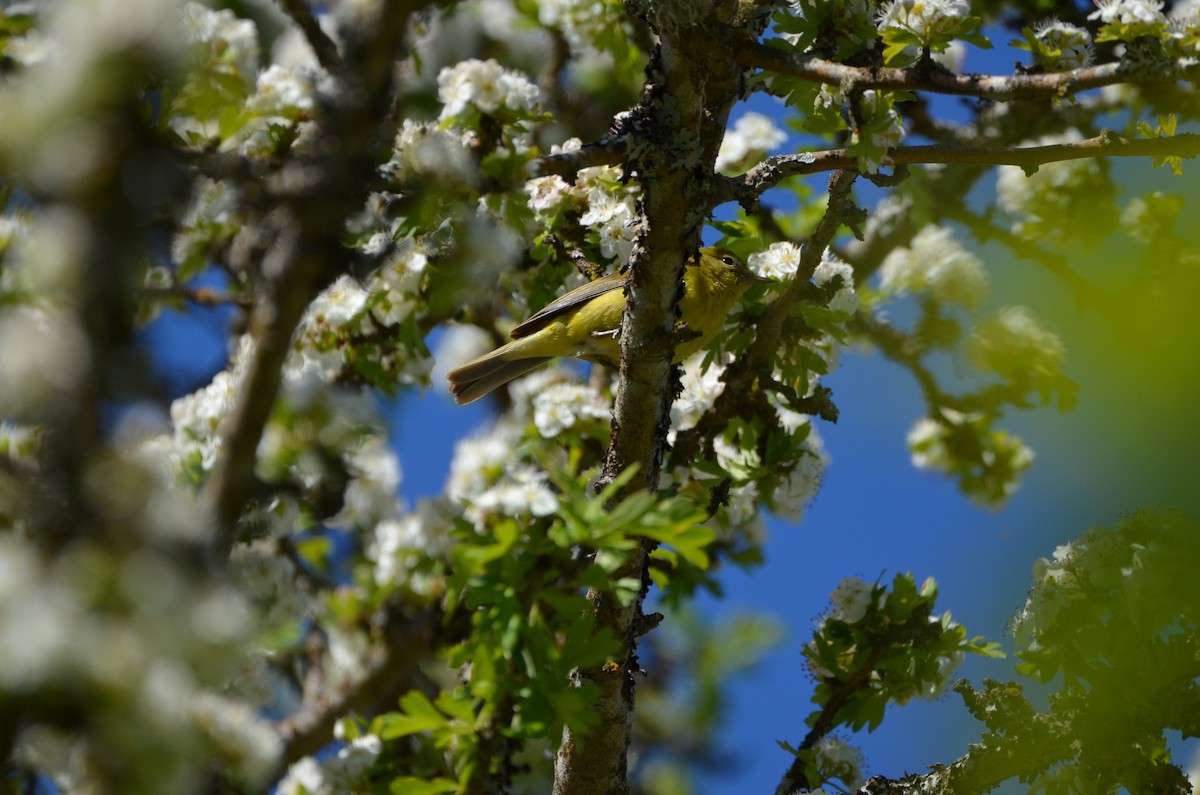 Orange-crowned Warbler - Andrew Jacobs