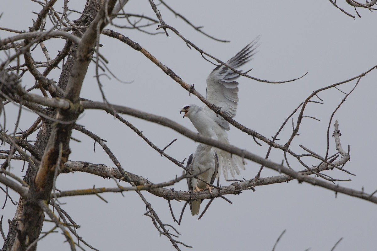 White-tailed Kite - Loni Ye