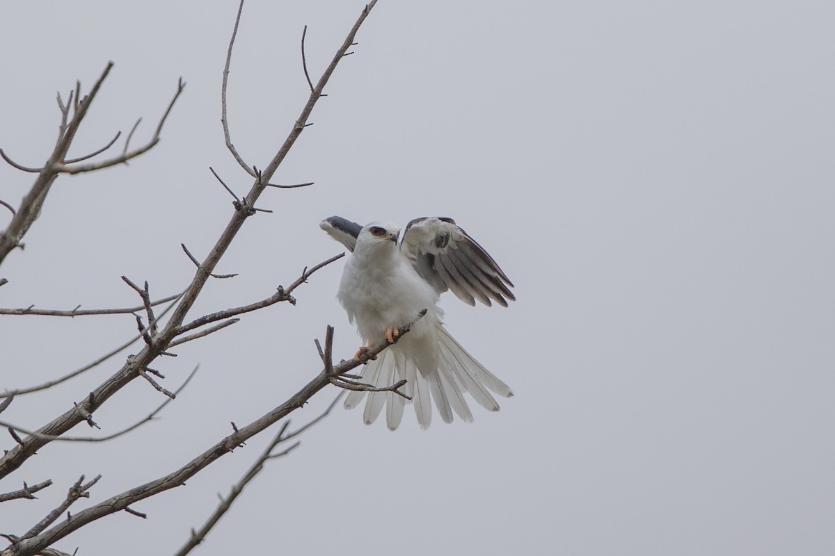 White-tailed Kite - Loni Ye