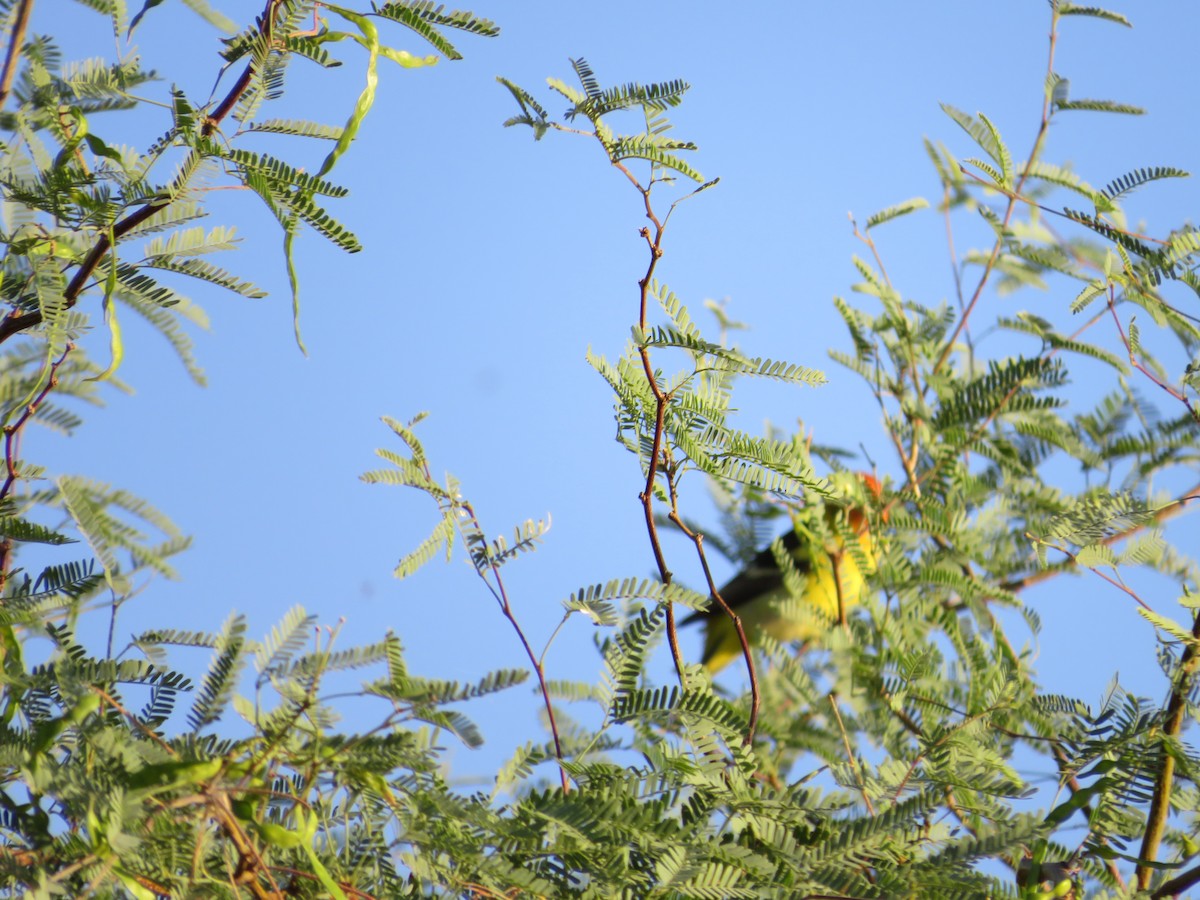 Western Tanager - ML339319051