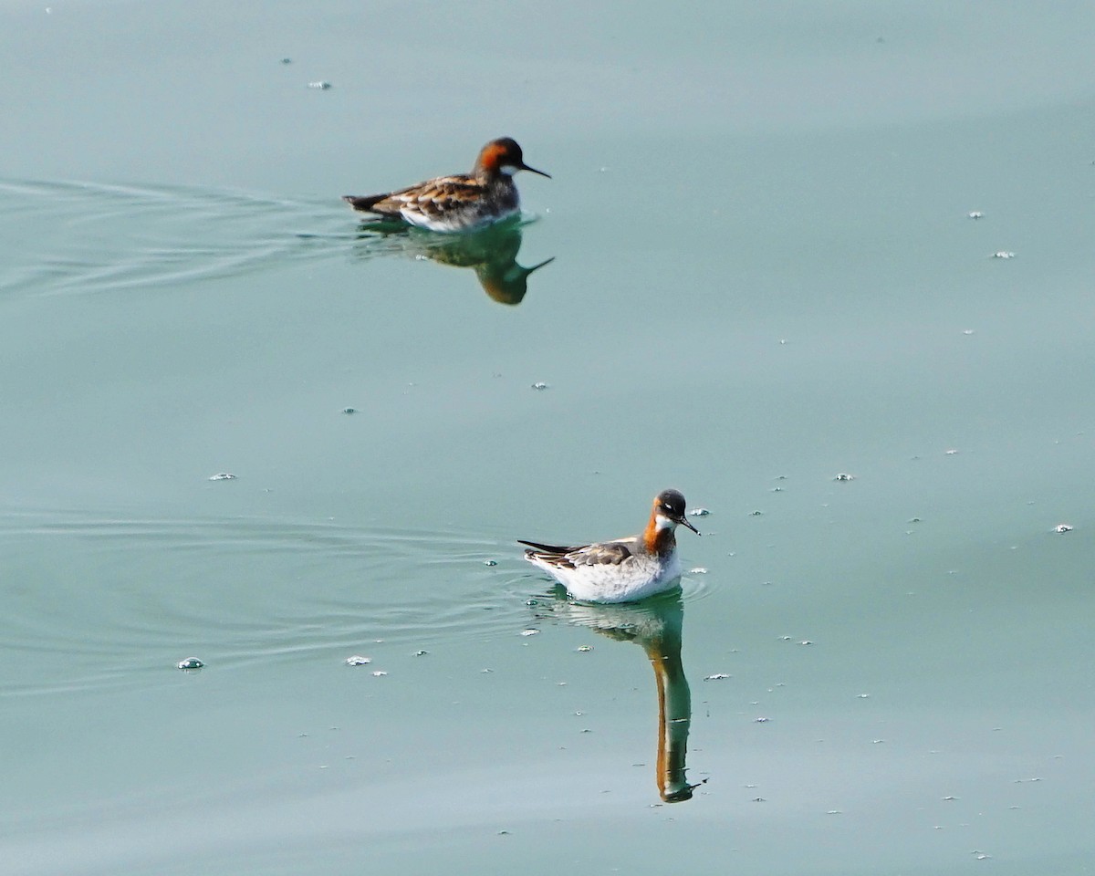 Red-necked Phalarope - ML339319791