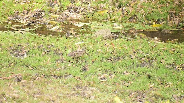 Eurasian Woodcock - ML339323161