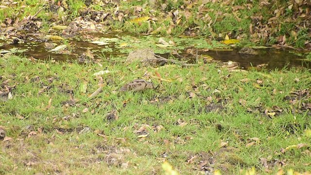 Eurasian Woodcock - ML339323261