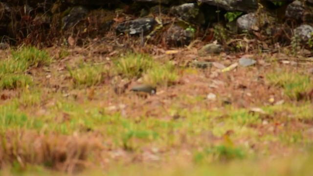 White-throated Laughingthrush - ML339323731