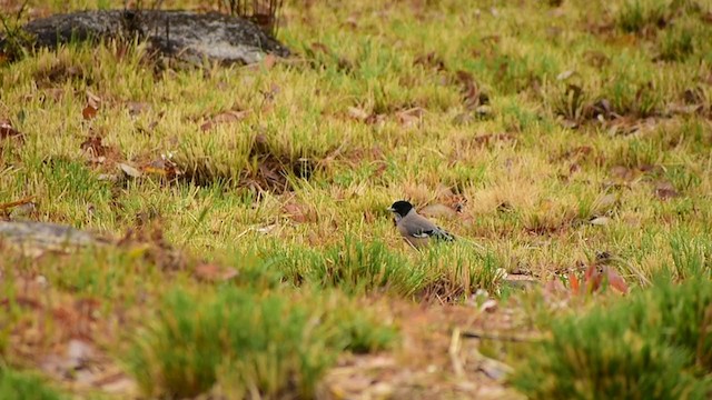 Black-headed Jay - ML339323791