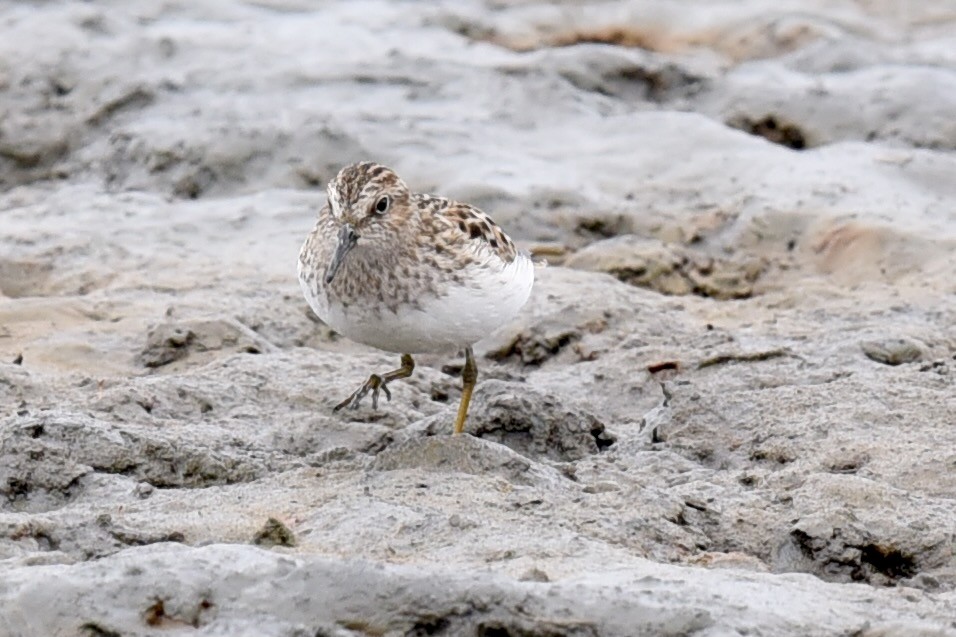 Least Sandpiper - ML339324551