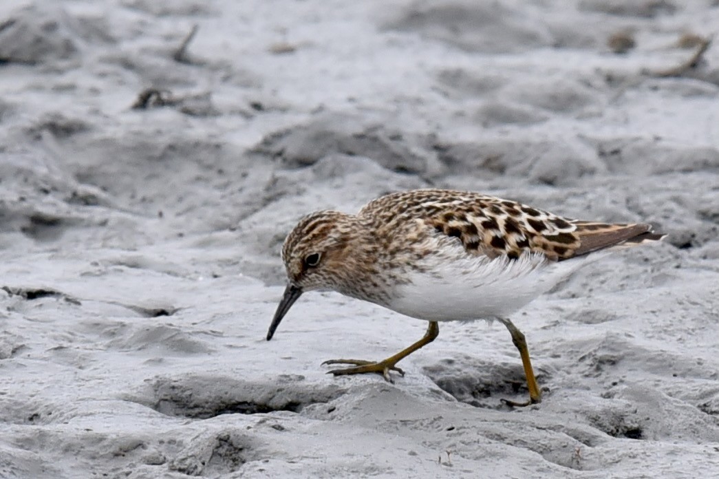 Least Sandpiper - ML339324591