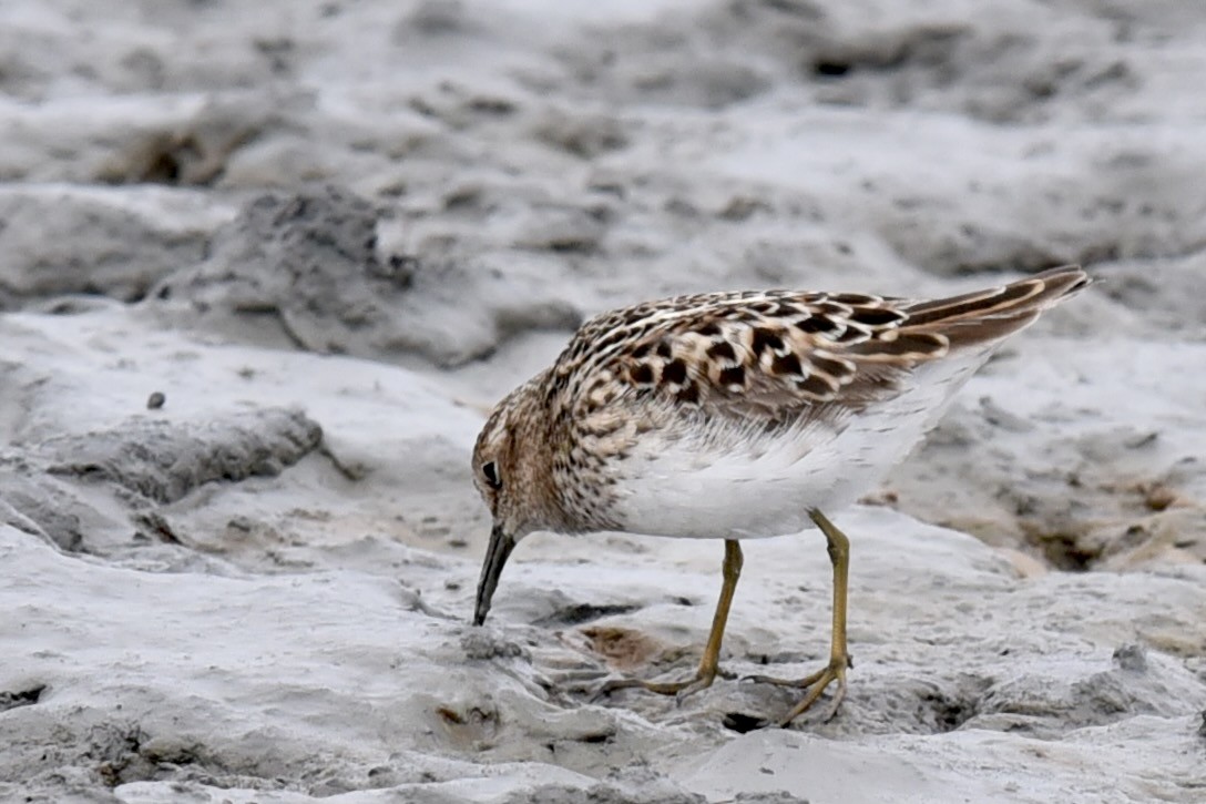 Least Sandpiper - ML339324601