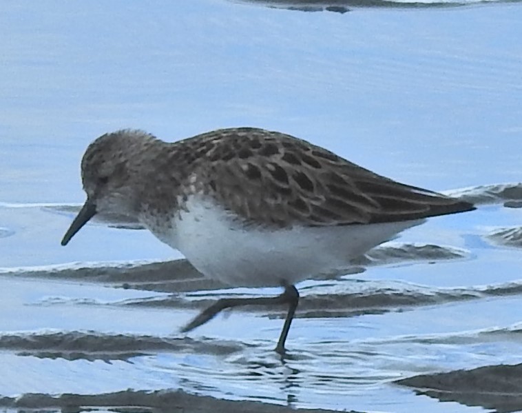 Semipalmated Sandpiper - Laura Burke