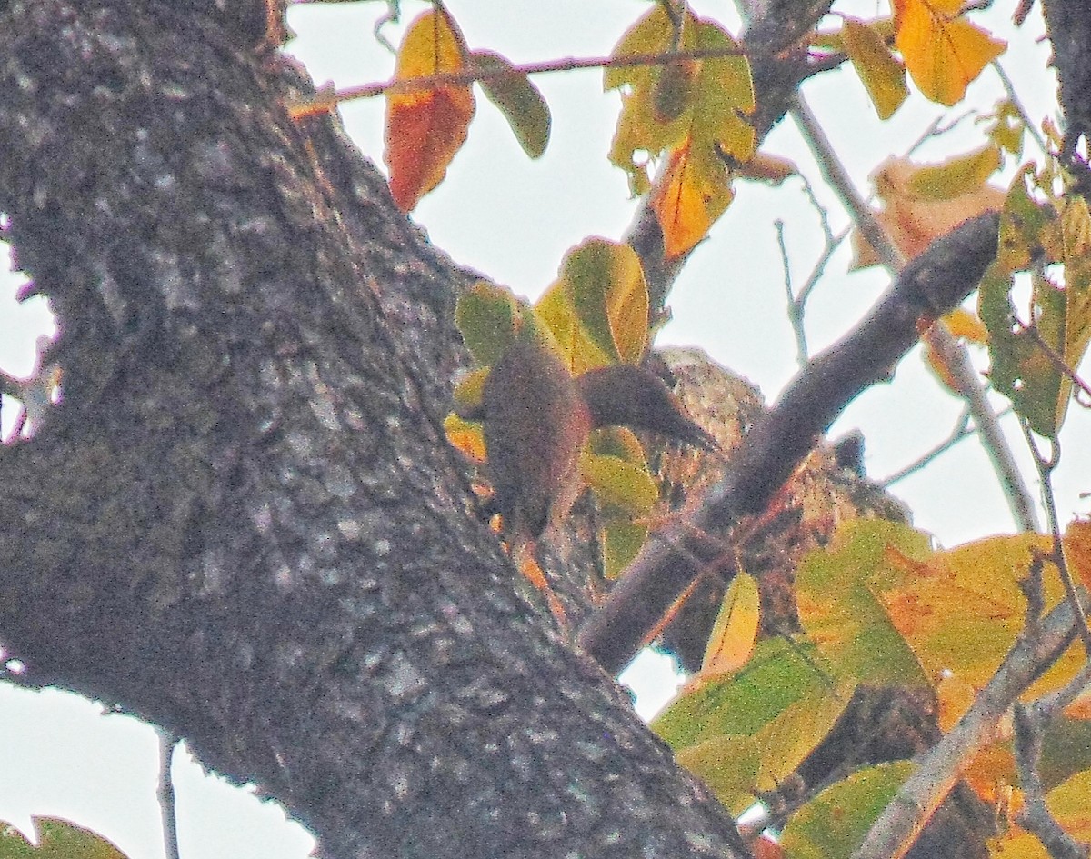 Rufous Woodpecker - ML339326271