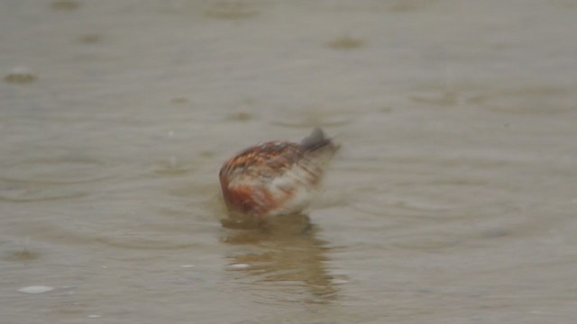 Curlew Sandpiper - ML339326501