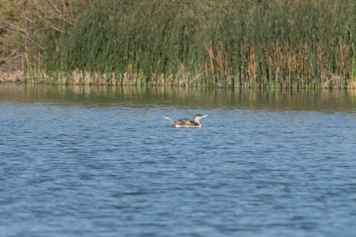 Yellow-billed Loon - ML339326611