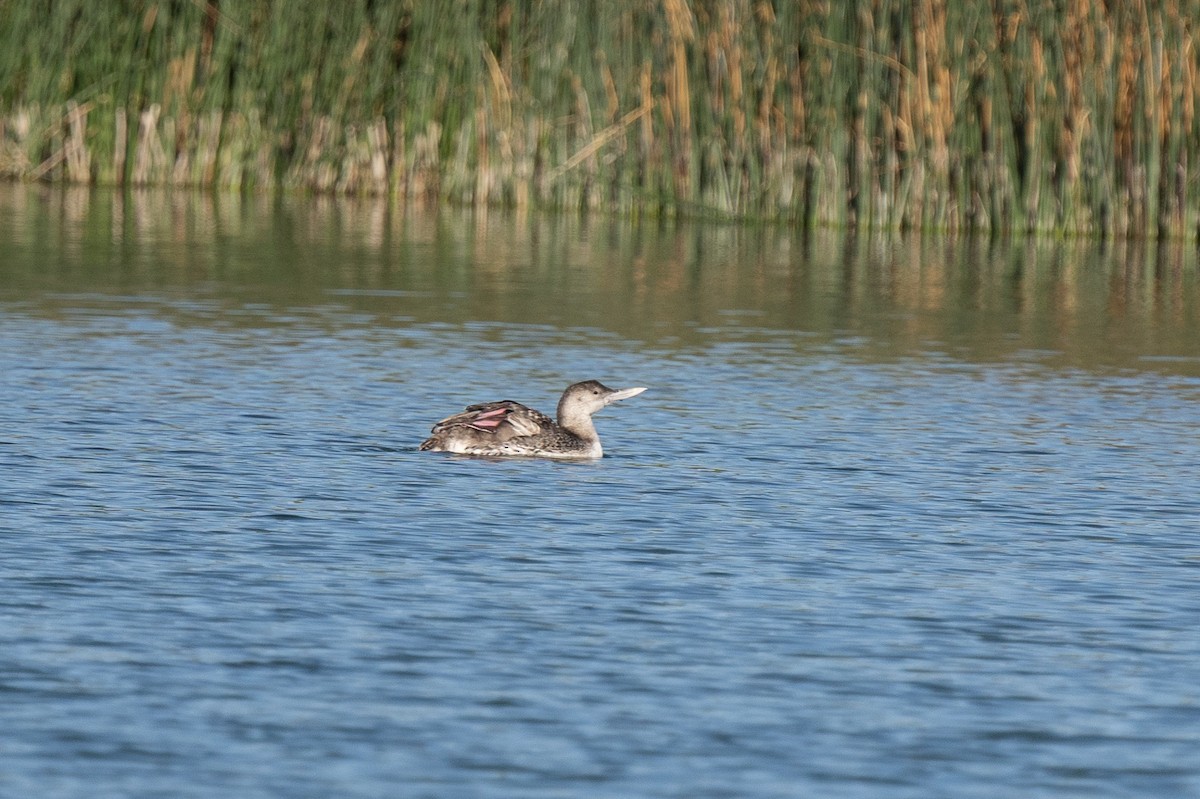 Yellow-billed Loon - ML339326621