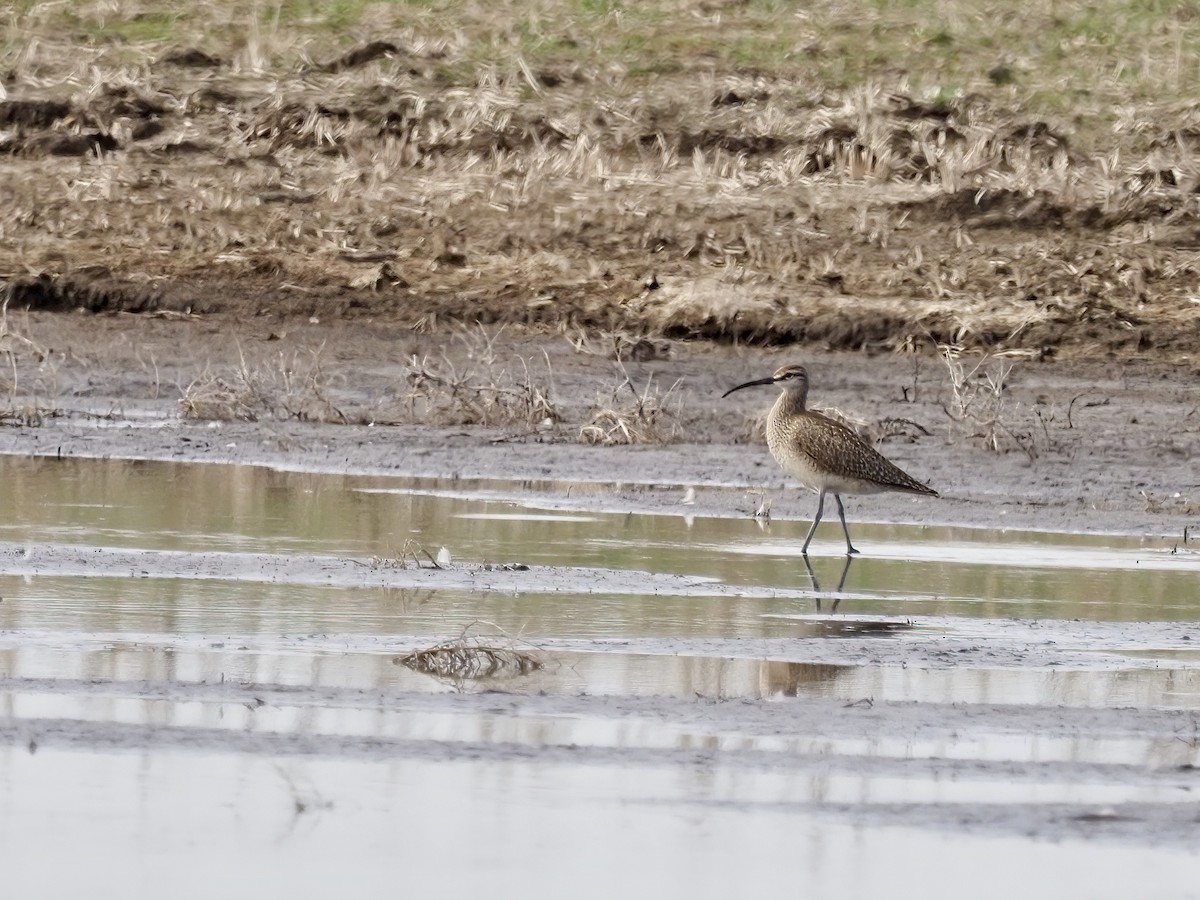 Regenbrachvogel - ML339328361