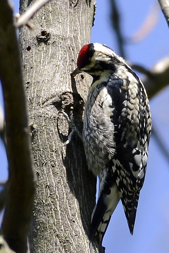 Yellow-bellied Sapsucker - Mike Stewart