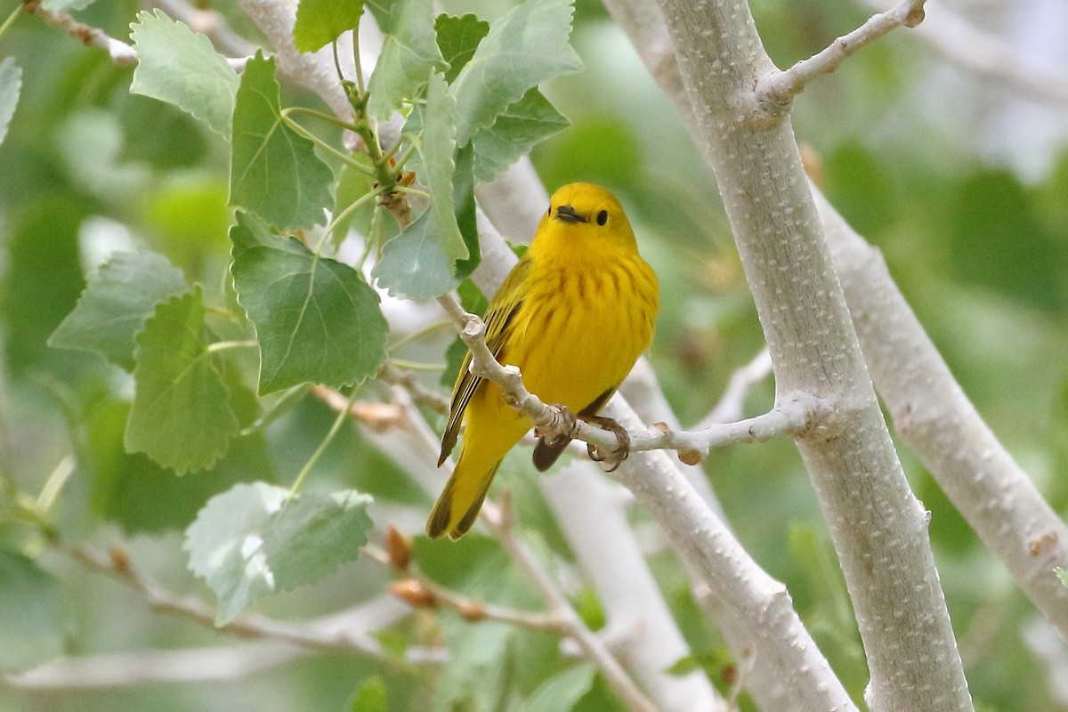 Yellow Warbler - Rob Lowry