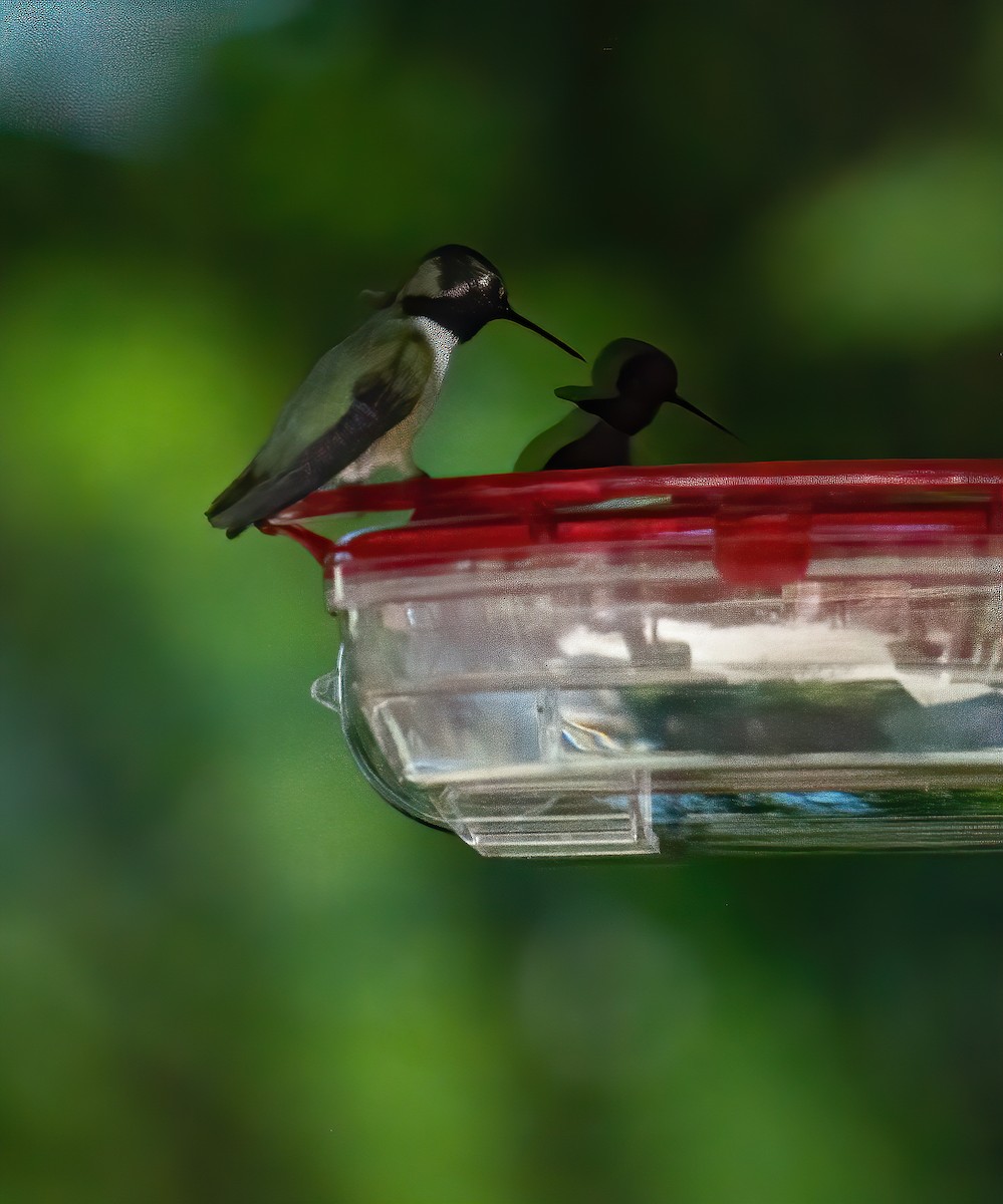 Colibri de Costa - ML339330471