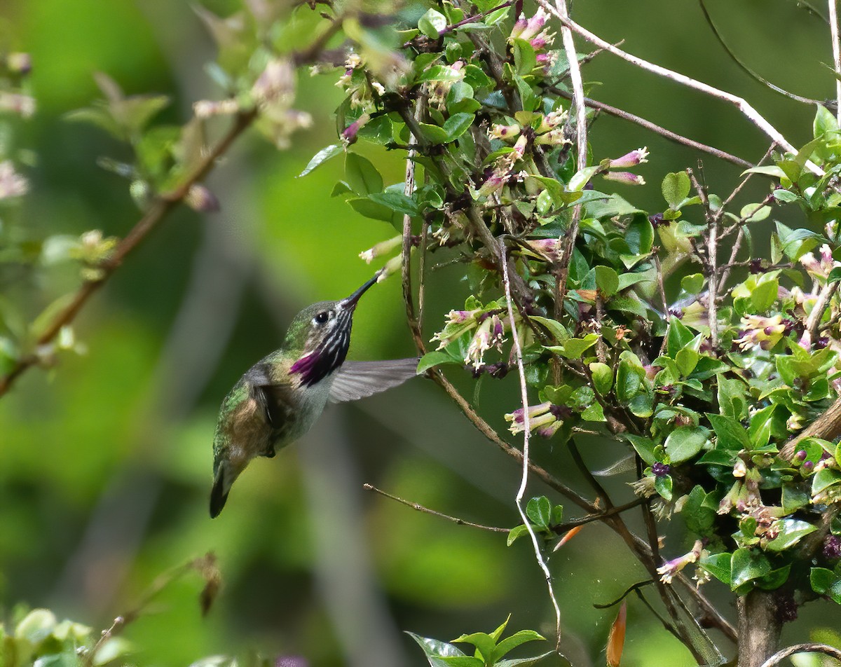 Calliope Hummingbird - ML339330561