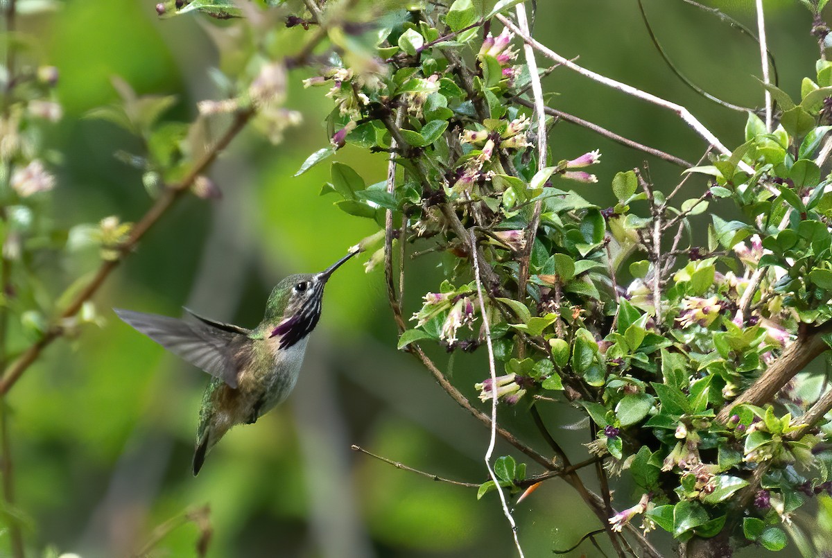 Calliope Hummingbird - ML339330581