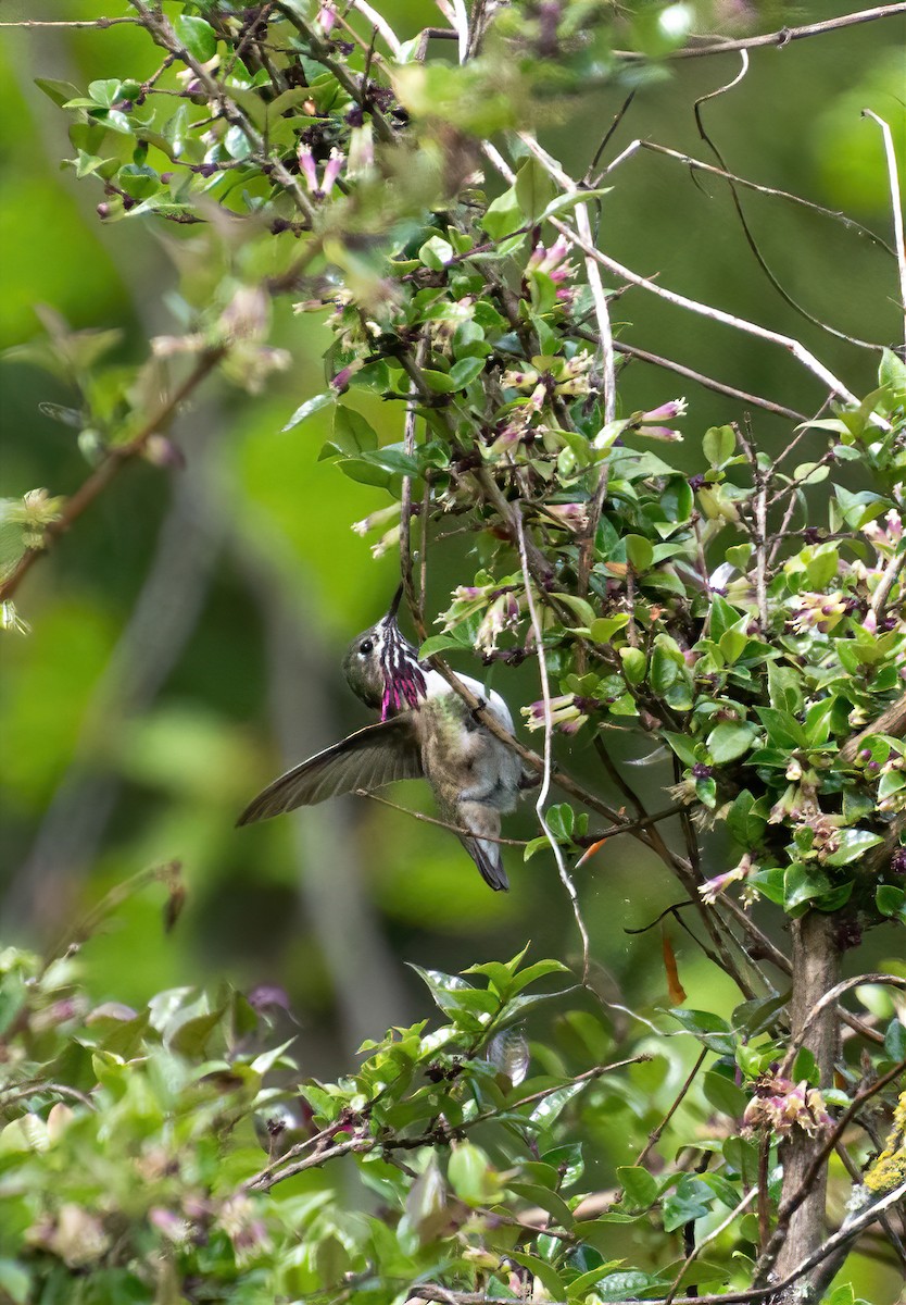 Calliope Hummingbird - ML339330591