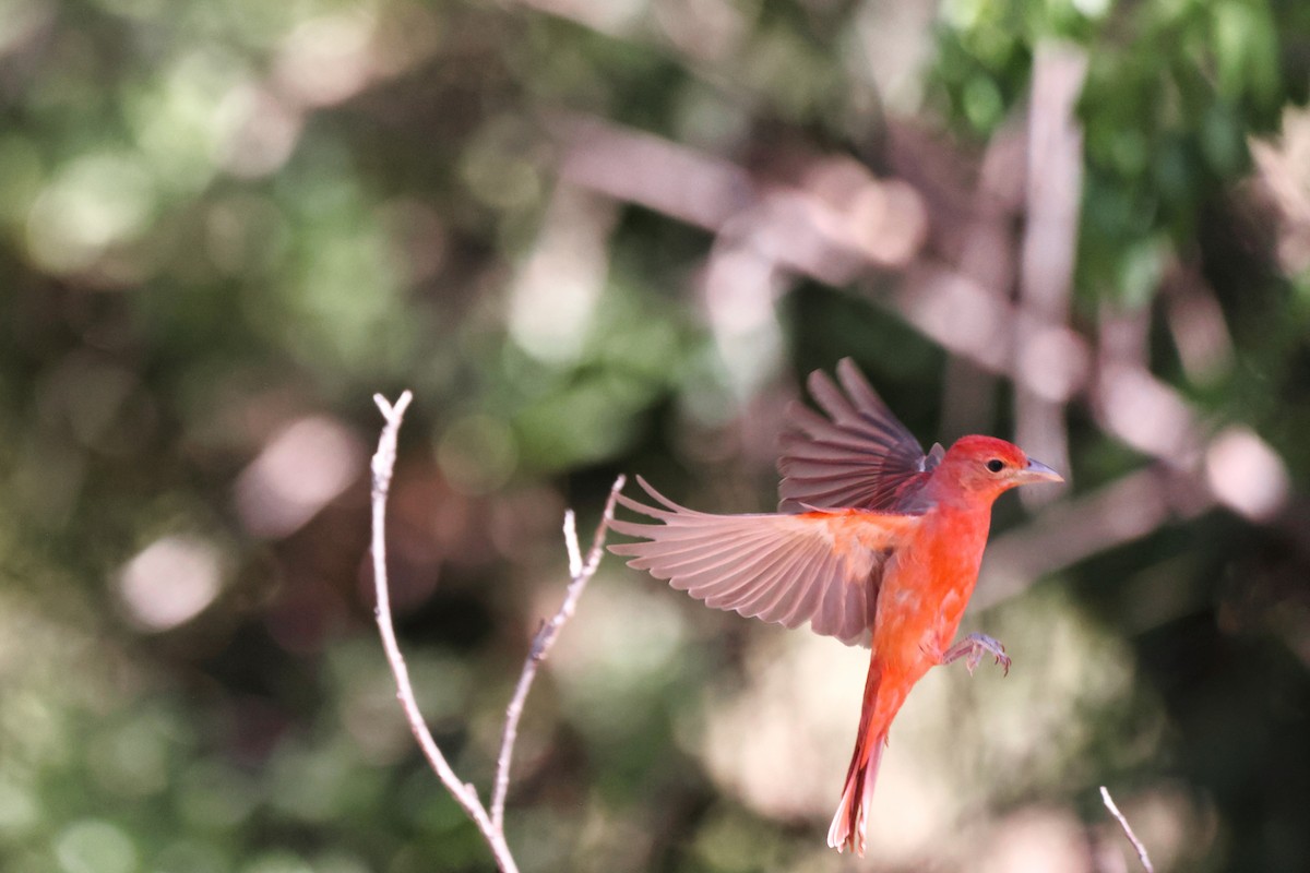 Summer Tanager - ML339330771