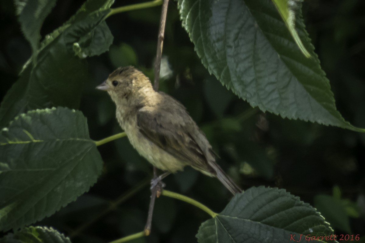 Indigo Bunting - Karen Garrett
