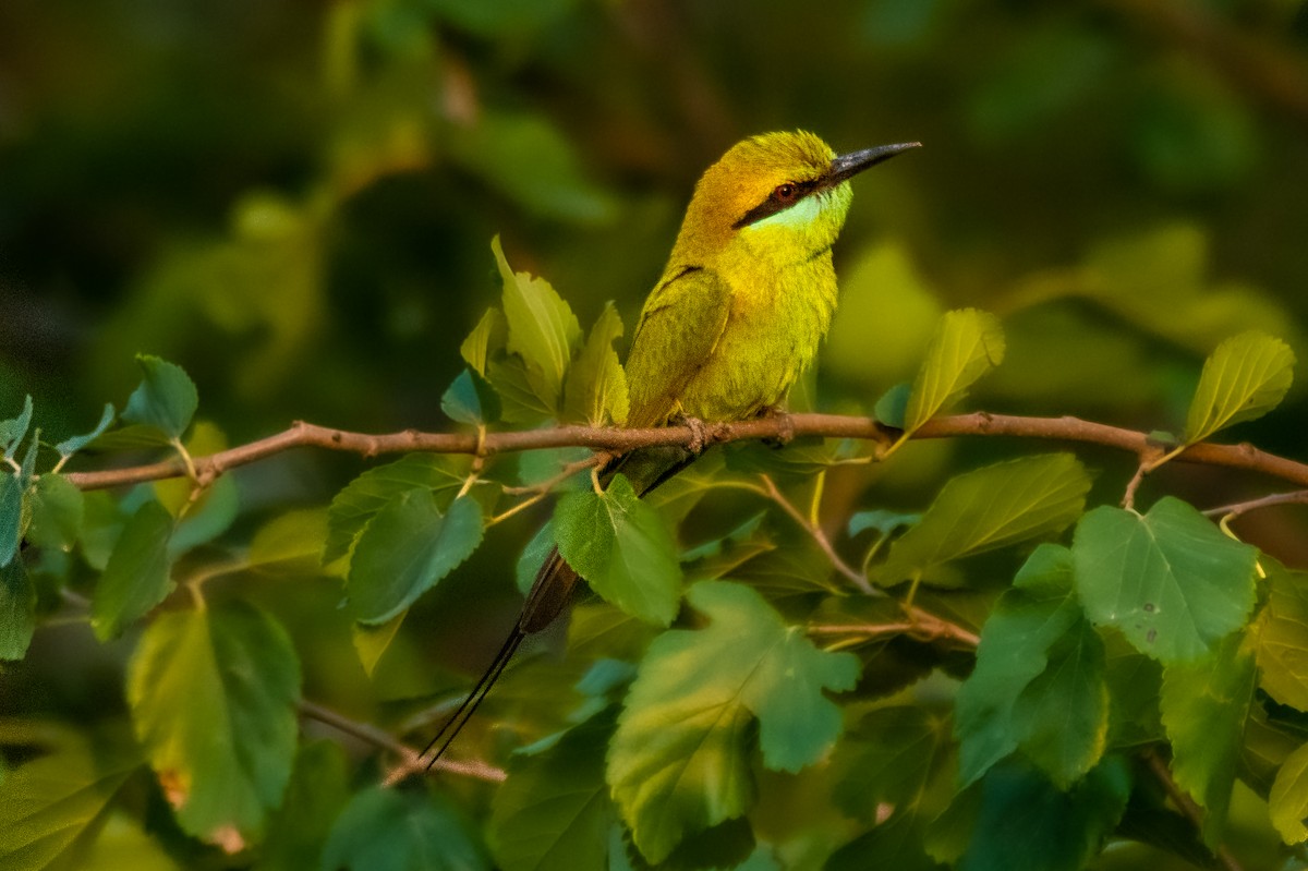 Asian Green Bee-eater - ML339331551