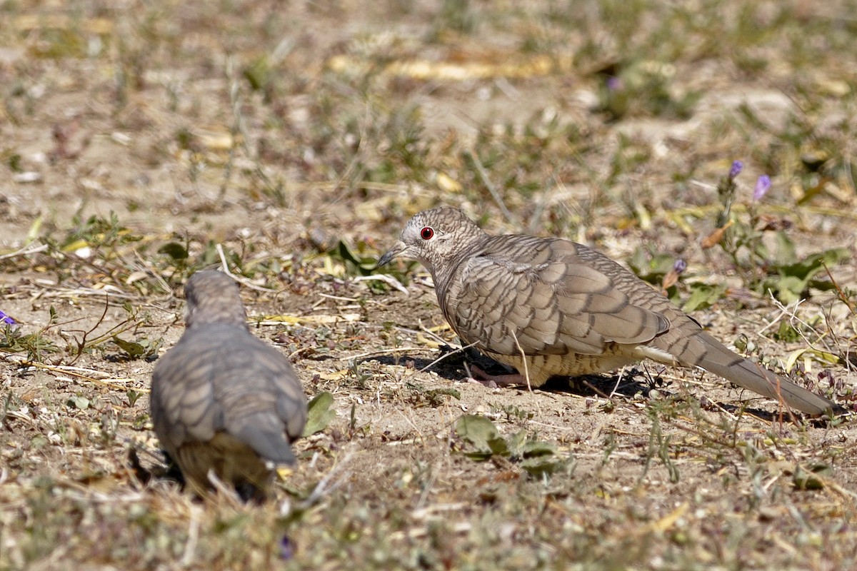 Inkatäubchen - ML33933181