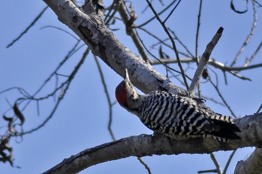 Ladder-backed Woodpecker - Mike Stewart