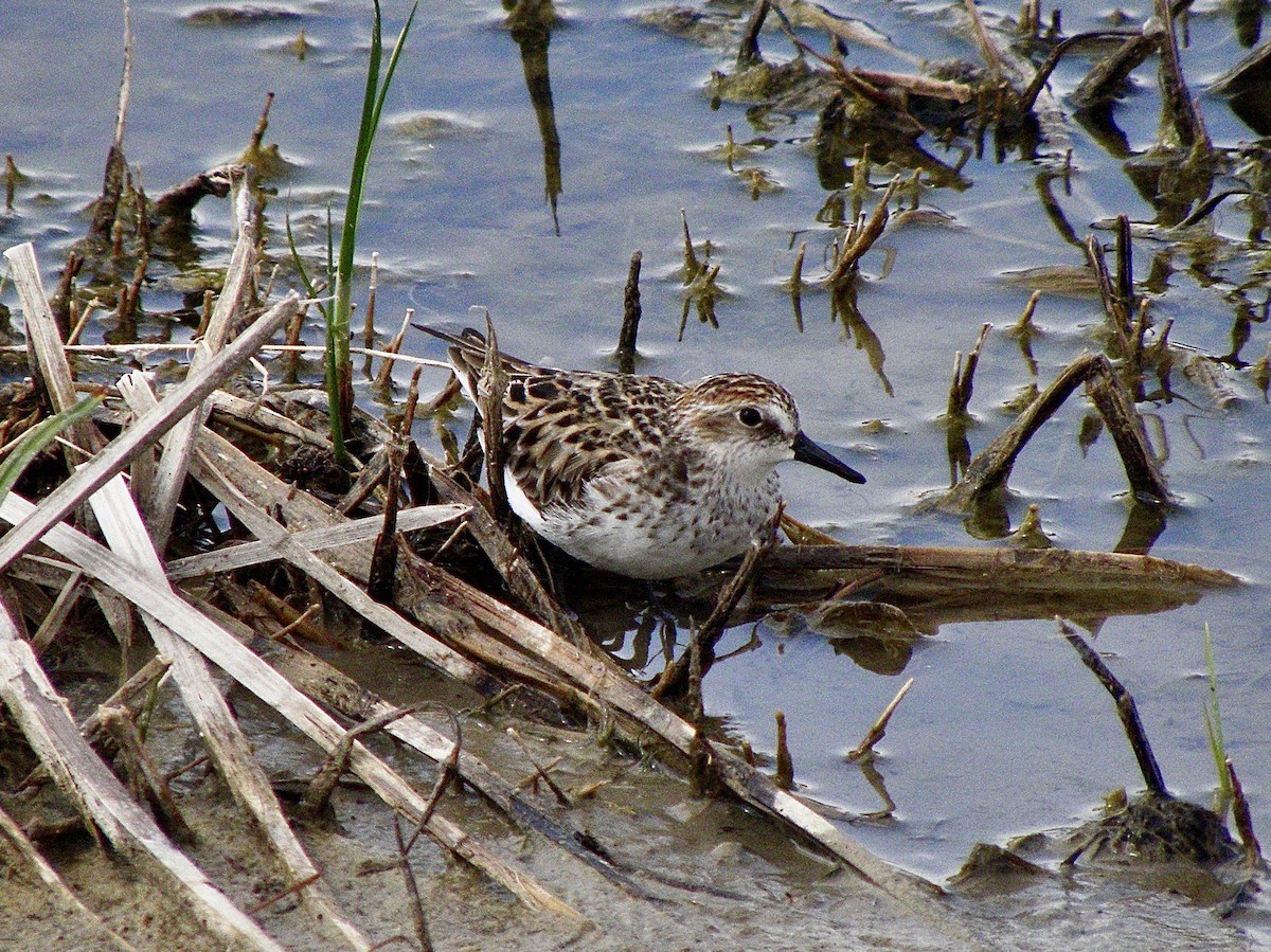 Semipalmated Sandpiper - ML339332681