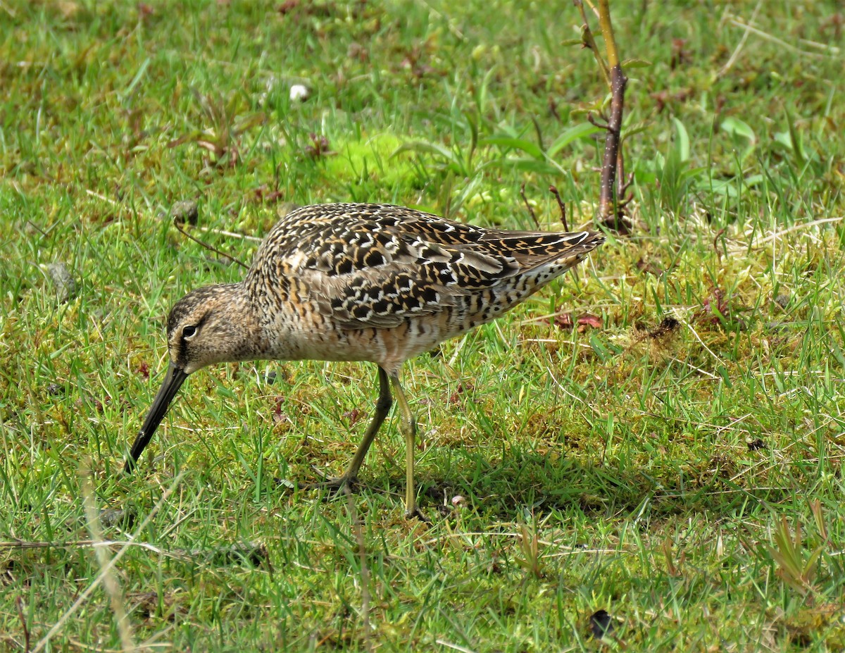 Long-billed Dowitcher - ML339333671